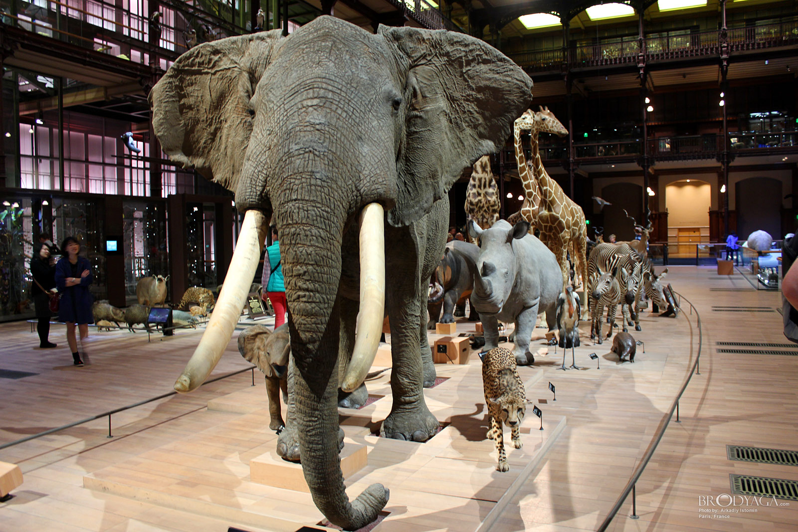 Galerie d'Entomologie